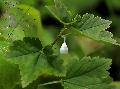 [ pilt: 1729   005  Agroeca brunnea  .JPG ]